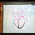 Aprojectedanatomicalheartdiagramwithlabeledbloodflowpathwaysdisplayedduringalecture