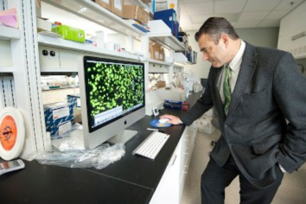 Dr. Amalfitano examining genetically engineered cells on a computer screen in his laboratory at MSU-COM